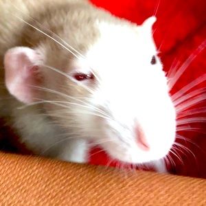 Meet your Posher, Steph